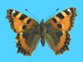 Aglias urticae ab. ichnusioides 5-10-1949 Ting, Herts Co., UK (Internet Image property of respective owner, non-commercial use only)